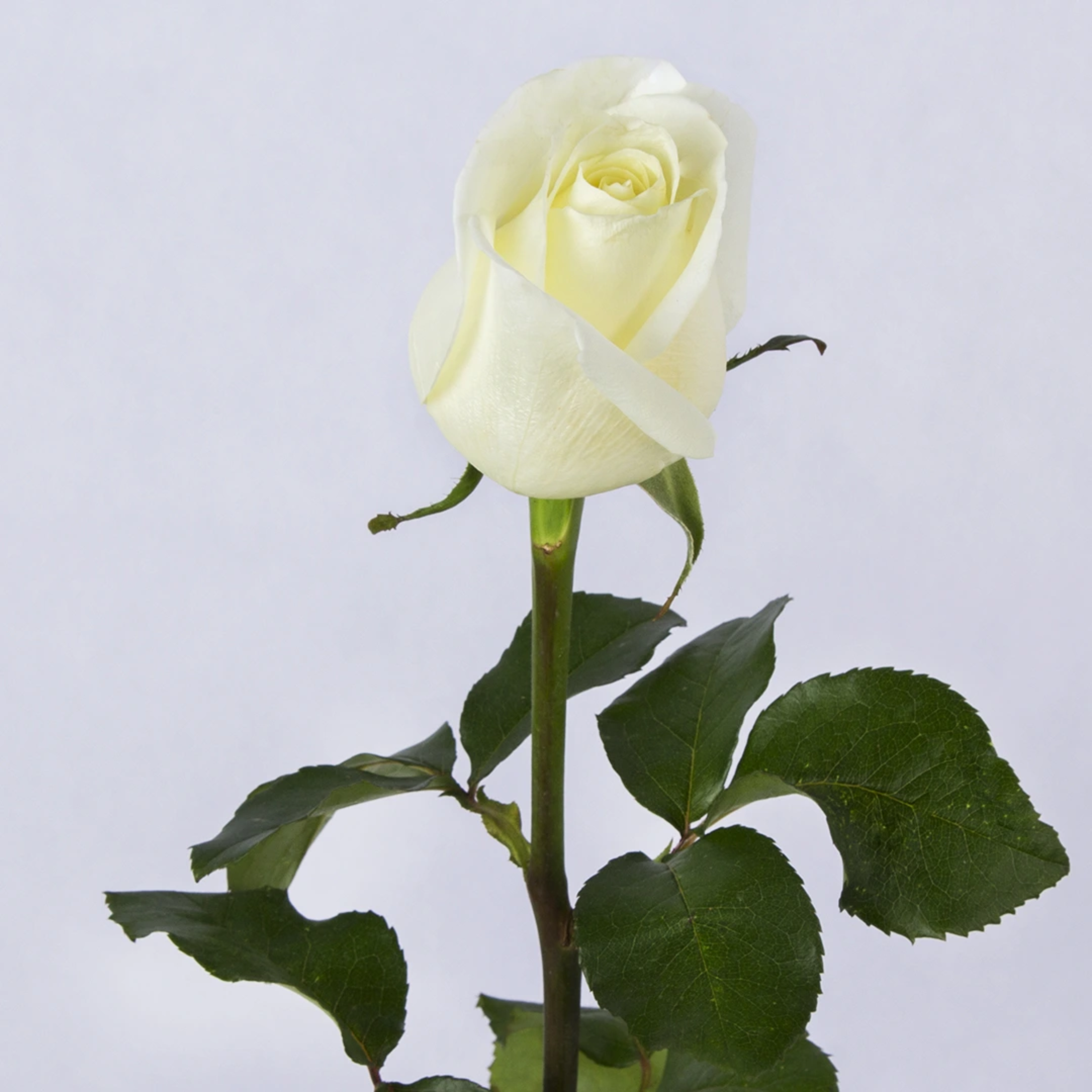 شاخه گل رز هلندی سفید