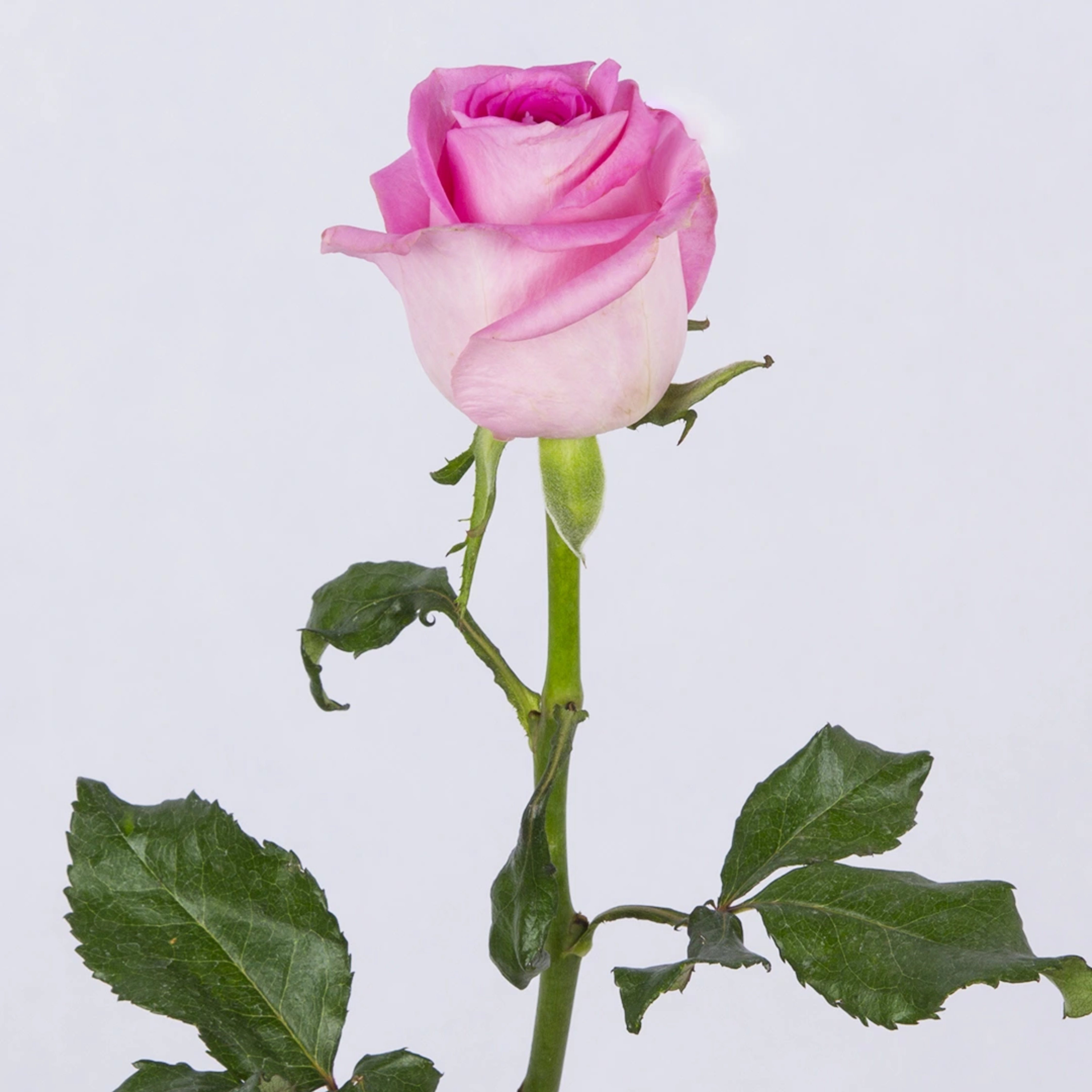 شاخه گل رز هلندی صورتی