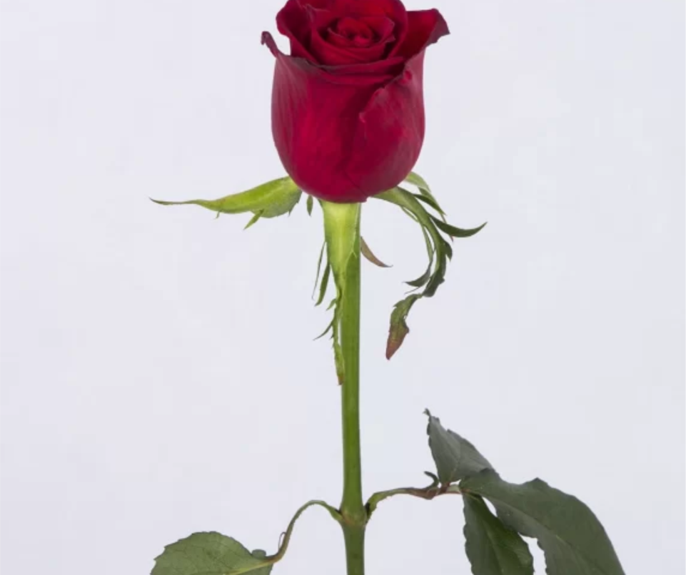 شاخه گل زر قرمز هلندی