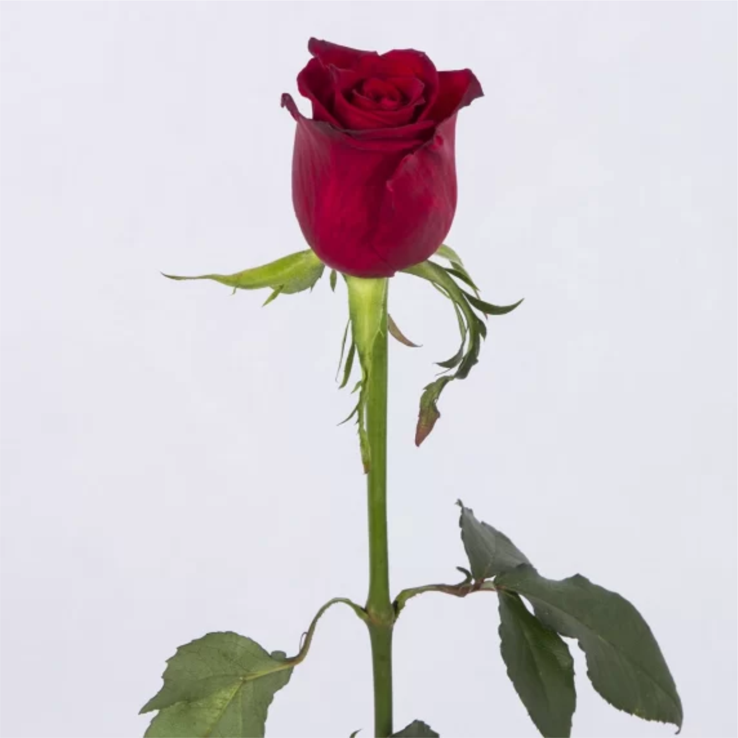 شاخه گل زر قرمز هلندی