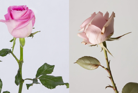 چگونه آفات گیاهی را در خانه کنترل کنیم؟