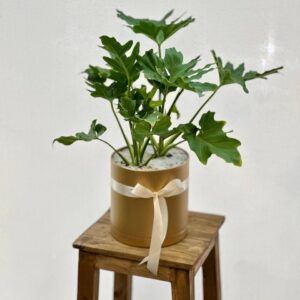 گلدان برگ انجیری فر