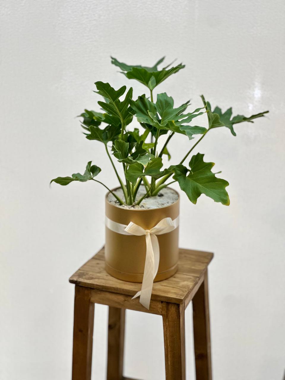 گلدان برگ انجیری فر