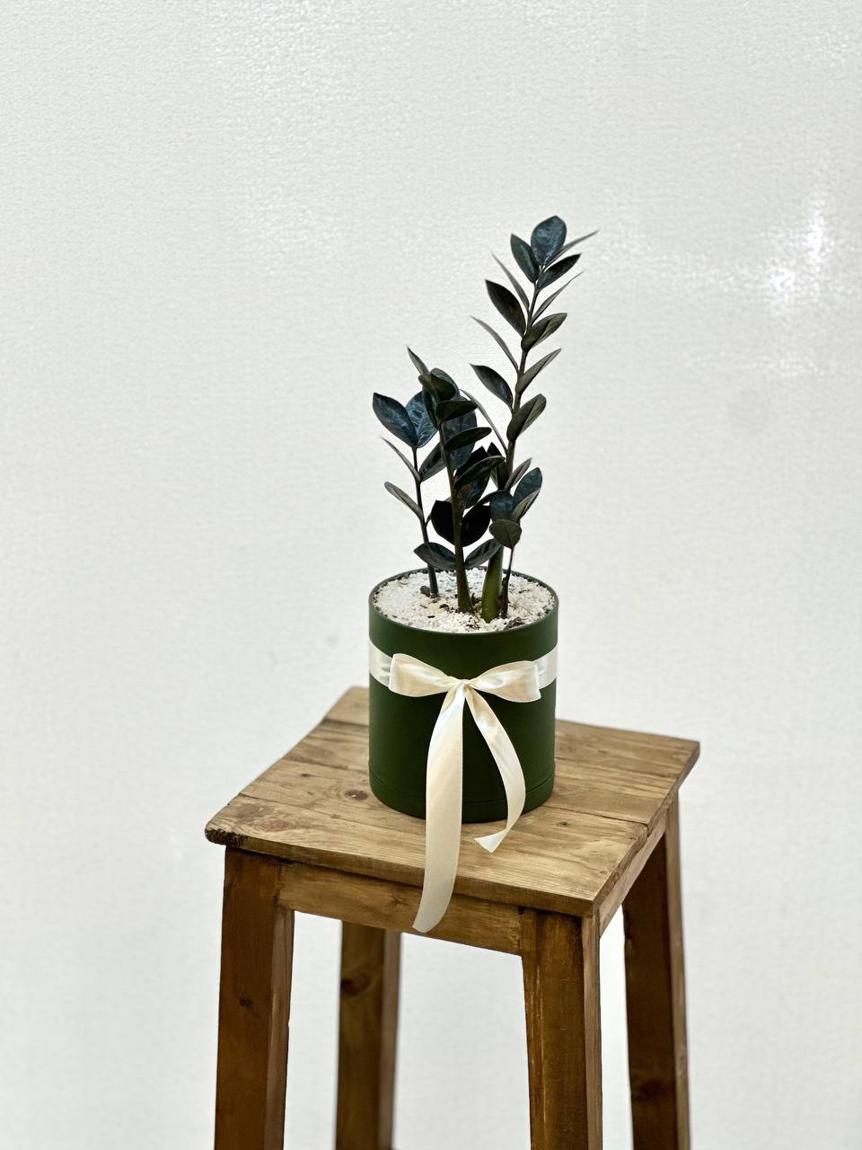 گلدان زاموفیلیا بلک